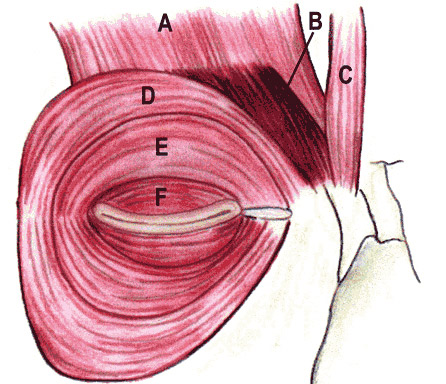 Orbicular saúde ocular